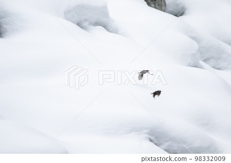 【野鳥】在白雪皚皚的莊川河畔嬉戲的北斗七星 【野鳥】在白雪皚皚的莊川河畔嬉戲的北斗七星 98332009