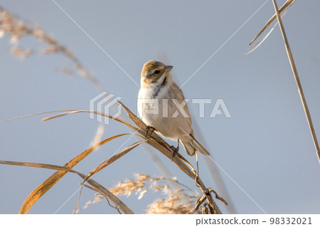 Reehara's Ohjulin Reehara's Ohjulin 98332021