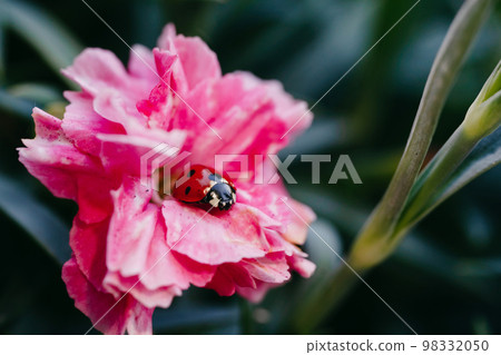 Ladybug on pink carnation flower macro Ladybug on pink carnation flower macro 98332050