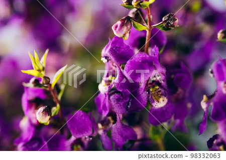 Summer snapdragon Serena Blue flowers Summer snapdragon Serena Blue flowers 98332063