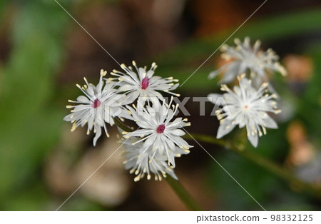The white sepals blooming in the fields and mountains in early spring and the bisexual flowers of Seriba couren with white stamens and red pistils on the petals are beautiful. The white sepals blooming in the fields and mountains in early spring and the bisexual flowers of Seriba couren with white stamens and red pistils on the petals are beautiful. 98332125