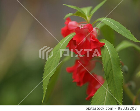 Close-up of red phoenix flowers 98332208