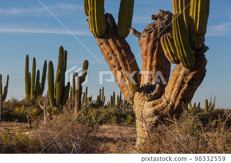 Cactus in Mexico 98332559