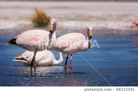 Flamingo in Bolivia 98332581