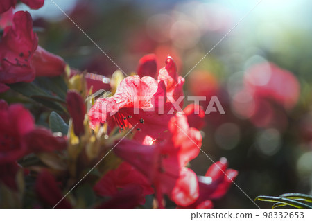 Rhododendron Rhododendron 98332653
