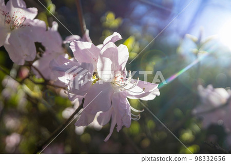 Rhododendron Rhododendron 98332656