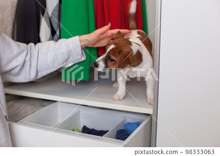 Terrier puppy sits in the closet. Wardrobe storage. Terrier puppy sits in the closet. Wardrobe storage. 98333063