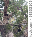 A huge sacred tree that seems to have a tree spirit of a certain shrine 98333109