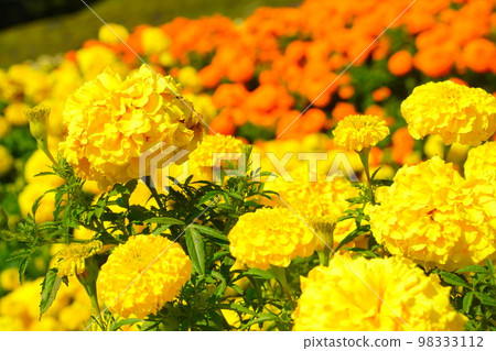 A sprawling marigold field A sprawling marigold field 98333112