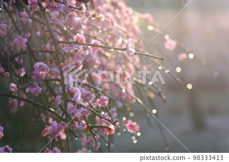 梅花和早晨的太陽 梅花和早晨的太陽 98333413