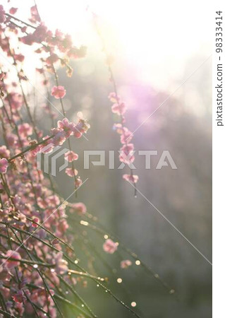 梅花和早晨的太陽 梅花和早晨的太陽 98333414