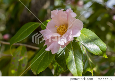 茶花 98333609