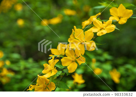 Yamabuki in full bloom on the precincts of Takao Itsukushima Shrine, Kitamoto City 98333632