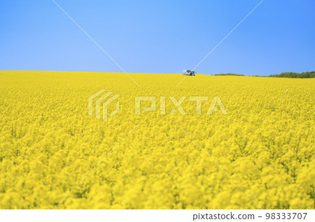 油菜花田和拖拉機拉的有蓋貨車 油菜花田和拖拉機拉的有蓋貨車 98333707