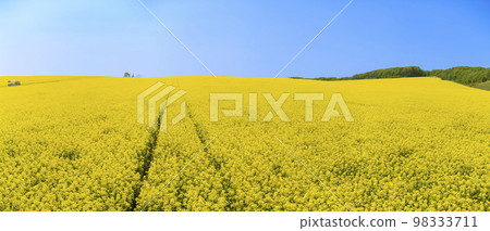 A field of rape blossoms and a blue sky (panorama shot) A field of rape blossoms and a blue sky (panorama shot) 98333711