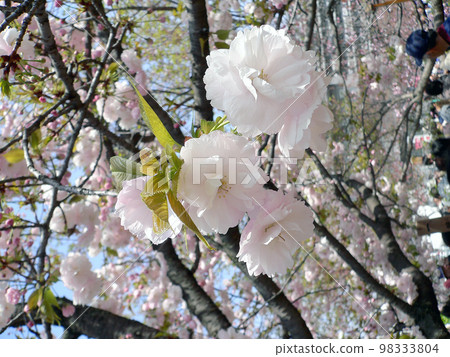 Spring in Osaka. Fugenzozakura, a type of Yaezakura in full bloom at the Japan Mint. Abundant white and pink petals. 98333804