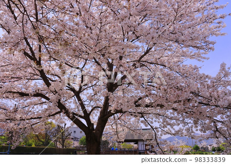Floating stage in Onaka Park (Yamatotakada City, Nara Prefecture) Cherry blossoms in full bloom Floating stage in Onaka Park (Yamatotakada City, Nara Prefecture) Cherry blossoms in full bloom 98333839