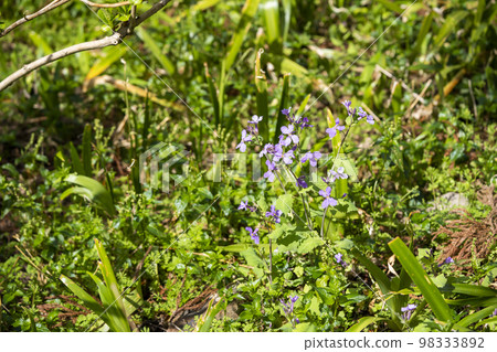 Murasakihanana 98333892