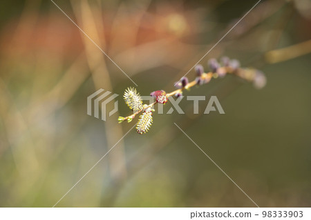 貓燈籠 貓燈籠 98333903