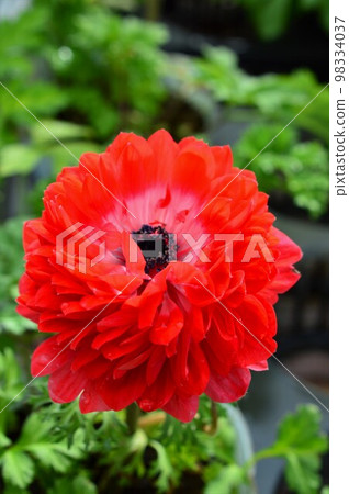 Anemone double-flowered cultivar Ririka 98334037