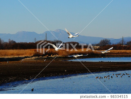 A whooper swan takes off slowly with Mt. Akagi in the background 98334515