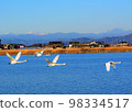 A flock of whooper swans flapping their wings with the Nikko mountain range and Mt. Nantai in the background 98334517