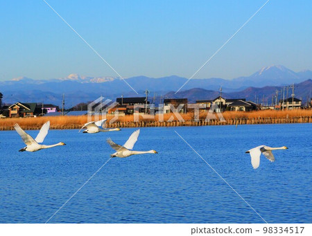 A flock of whooper swans flapping their wings with the Nikko mountain range and Mt. Nantai in the background 98334517