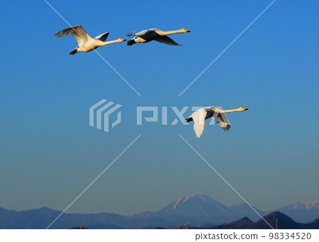 A whooper swan flies leisurely with Mt. Nantai in the background 98334520