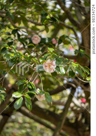 Camellia at Byakugoji Temple 98334724