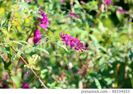 Buddha flower Buddha flower 98334855