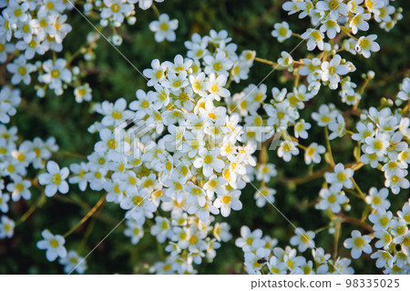 Lifelong saxifrage blooming in the garden, Saxifraga paniculata in spring Lifelong saxifrage blooming in the garden, Saxifraga paniculata in spring 98335025