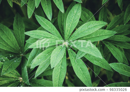 Lupine plant leaves in spring garden Lupine plant leaves in spring garden 98335026