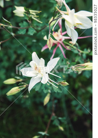 European Columbine, Aquilegia Vulgaris, white flowers in spring garden 98335027