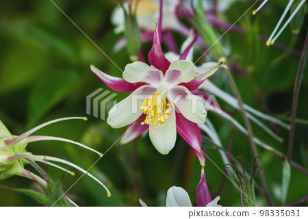 European Columbine, Aquilegia Vulgaris, white red flowers in spring garden 98335031