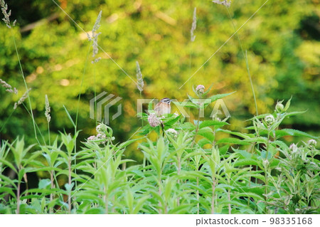 養育期間的彩旗 98335168