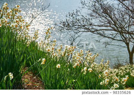 Lakeside Narcissus Village Sakuma Dam Okuzure Narcissus Village 98335626