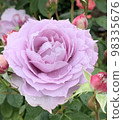 purple rose in the rain 98335676
