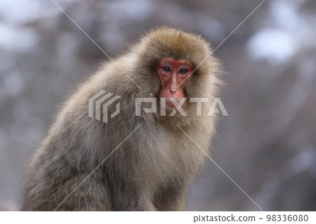 Snow monkey in Jigokudani Monkey Park Snow monkey in Jigokudani Monkey Park 98336080