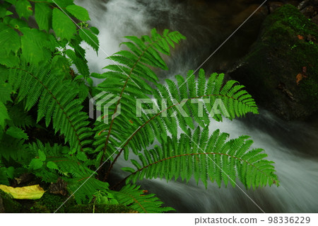 Flowing water and fern Flowing water and fern 98336229