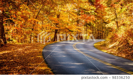 Road through fall forest Road through fall forest 98336250