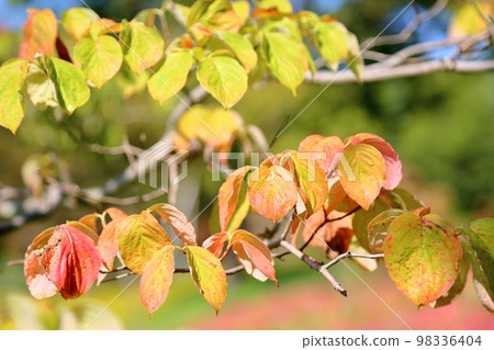 Colored dogwood leaves Colored dogwood leaves 98336404