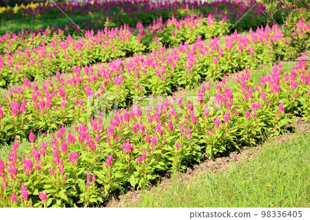 Flowers of Keito Flowers of Keito 98336405