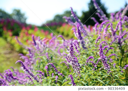 Salvia leucans-flowers 98336409