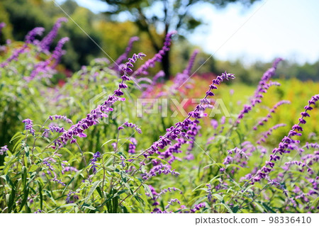 Salvia leucans-花 98336410