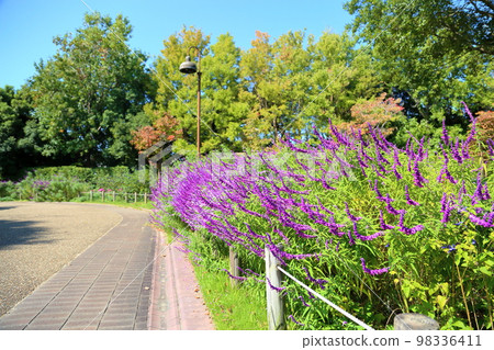 Salvia leucans-花 98336411