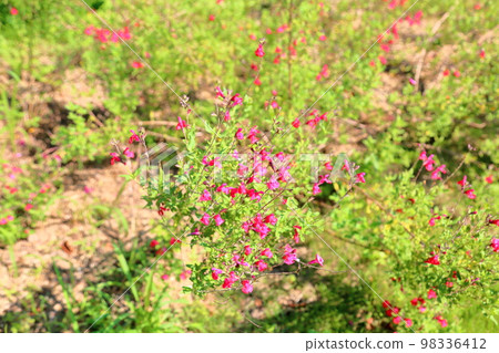 櫻桃鼠尾草花 98336412