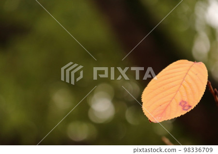 冬天留在樹枝上的枯葉 98336709