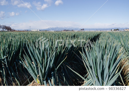 Winter sunshine pouring down on the green onion field, blue sky and Mt. 98336827