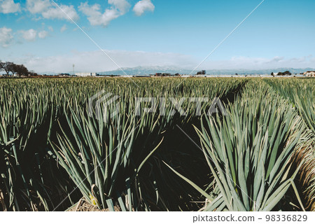 Winter sunshine pouring down on the green onion fields, blue skies, and Mt. 98336829