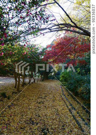 4203源氏山 4203源氏山 98336837